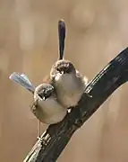 Pareja de Malurus cyaneus, el macho con plumaje no nupcial (arriba) está casi igual que la hembra, sólo con el pico más oscuro.