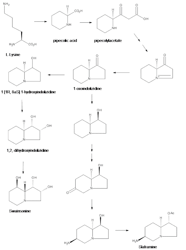 Swainsonine Biosynthesis Scheme