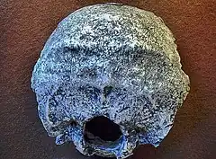 Réplica del fósil de unos 400 ka, conocido como hombre de Swanscombe, mostrando el occipital para poder observar completo el foramen magnun. De este cráneo se ha recuperado tres partes (parietales y occipital), en tres campañas distintas.