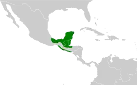 Distribución geográfica del pijuí centroamericano.
