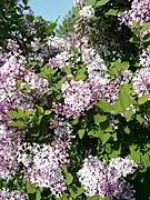 Syringa pubescens.