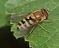 Syrphus sp. (macho)