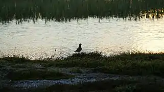 Limícola cerca de un río