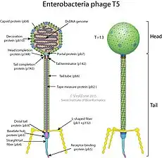 Cápside de la familia Demerecviridae que infecta bacterias.