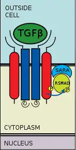 Escribe yo receptor phosphorylates R-SMAD