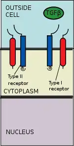 TGF Beta ligand ata a receptor