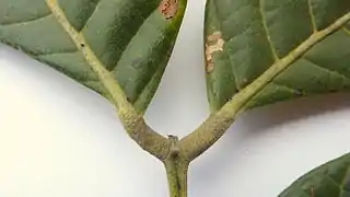 Aspecto de los pulvinos en el pecíolo de Tachigali densiflora.