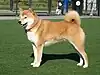 Shiba Inu(Japón)