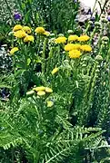 Tanacetum huronense