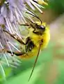 Bombus sp. Abejorro