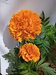 Variedad mexicana del cempasúchil en color naranja.