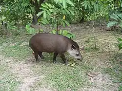 Tapirus bairdii