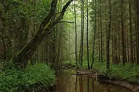 La mitad del país está cubierto por bosques.