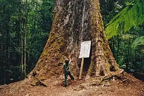 El "gran árbol" de cerca de 15 m alrededor de la base.