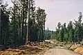 Uno de los remanentes gigantescos ejemplares de fresnos de montaña en un camino talado. Varios árboles de gran talla han sido identificados por el Organismo Forestal de Tasmania (Forestry Tasmania) como dignos de preservar.