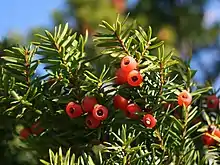 Taxus cuspidata