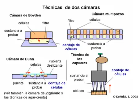 TEnsayos de quimiotaxis- Técnicas  de dos cámaras