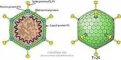 Cápside de la familia Tectiviridae que infecta bacterias.