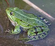 Rana comestible (Pelophylax kl. esculentus)