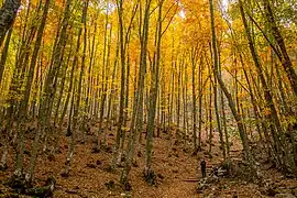 Hayedo en pleno otoño al inicio del recorrido hacia la Tejeda.