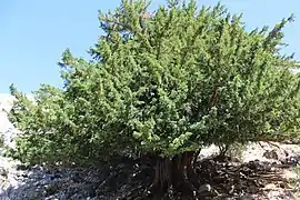 Ejemplar de tejo milenario en el Sendero de los Tejos Milenarios.