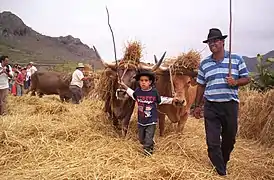 Yunta de vacas en una trilla en Tenerife