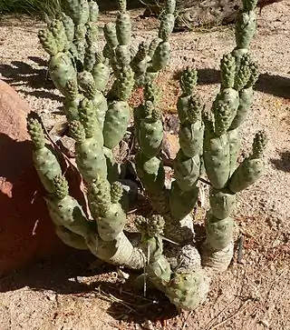 Tephrocactus articulatus es una cactácea característica de esta formación.