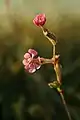 Silene colorata