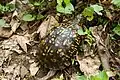 Parque Nacional Shenandoah