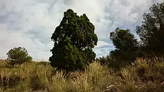 Tetraclinis articulata (Sabina mora o ciprés de Cartagena) en el Monte de las Cenizas.