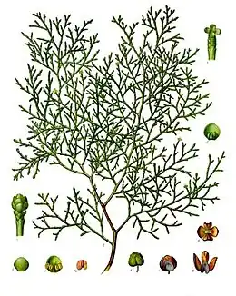 Tetraclinis articulata (Vahl) Mast.