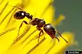 Tetramorium caespitum