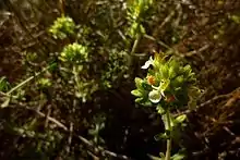 La Zamarrilla de Cartagena (Teucrium carthaginense) en la Sierra minera.