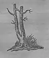 El "árbol del matrimonio" de Garnett del siglo XVIII