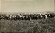 Ganadería de vacuno en Argentina, 1903. La ganadería de vacuno tiene una larga tradición en la cuenca del Río de La Plata.