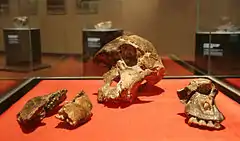 StW 505 es el cráneo más completo encontrado desde los descubrimientos de Broom en Sterkfontaine en el primer tercio del siglo XX. Pertenece a un A. africanus con una capacidad craneal de 515 cm³ y una antigüedad de unos 2,5 millones de años.