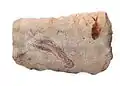 Fósiles de peces y crustáceos marinos del Cenomaniense (Cretácico) del Líbano