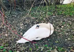 Cisne en reposo