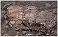 Cráneos enyesados in situ en Yiftahel, Neolítico precerámico B.