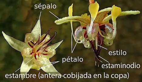 Flor de Theobroma cacao, las uñas de los pétalos expandidas en capuchones petalares que protegen los estambres.