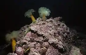 Anémonas Metridium dianthus sobre alga coralina Lithothamnion glaciale
