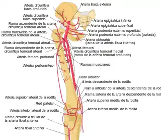 Arterias del muslo y la rodilla.