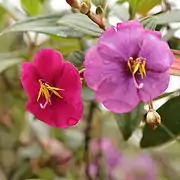 Tibouchina lepidota