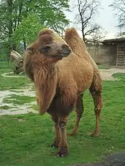Color camello del camello.