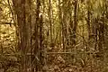 Tigre en Kanha escondiéndose en bambú