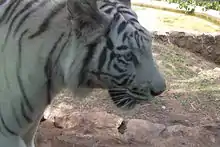 Tigre de Bengala, zoológico de Cali.