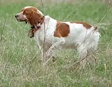 Spaniel bretón