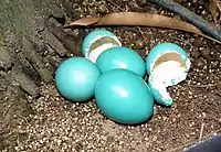 Huevos con cáscara verde azulada brillante