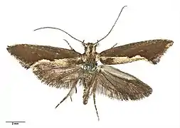 Tinea belonota