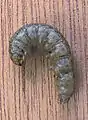 Tipula sp, larva